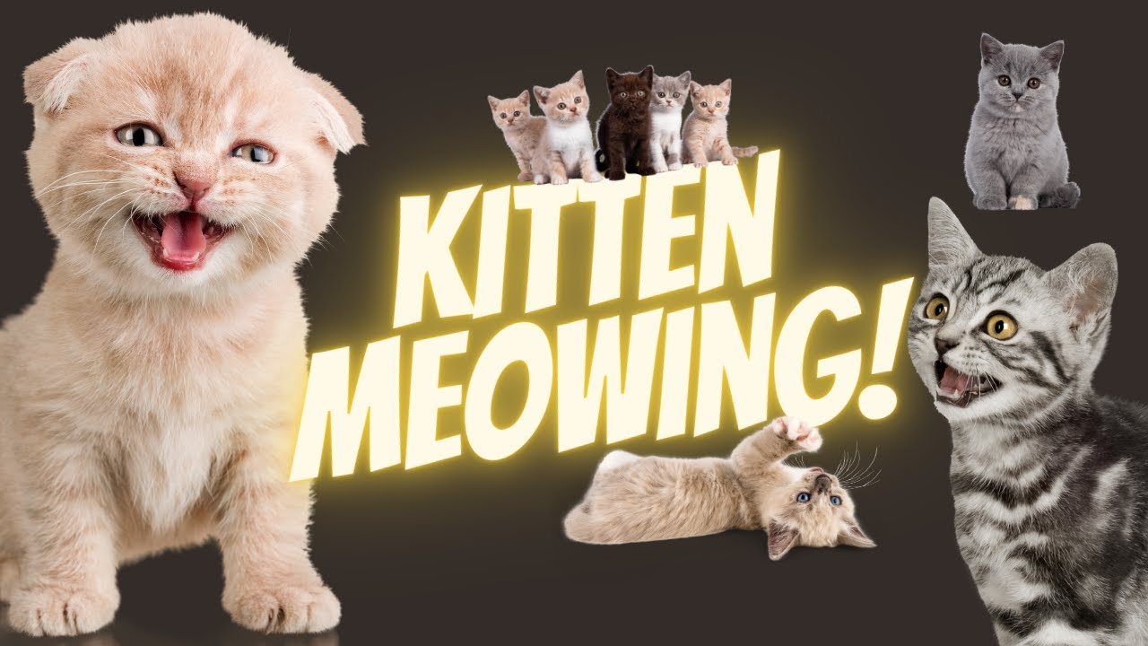 Kitten Meowing Sound Effects YouTube