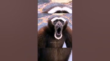 🤣 Codm BR with memes 🤣 #shorts #viral #youtubeshorts #shortfeed #codm