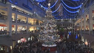 一足早くクリスマスムード 巨大ツリー点灯、札幌