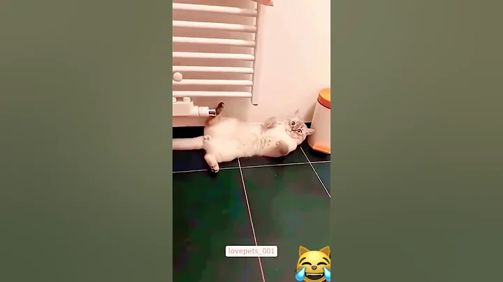 😹 Funny 😄 Cats 🐈 🐱 #cats #pets #catshorts #funny #funny #funnyshorts #shorts #shortfeed