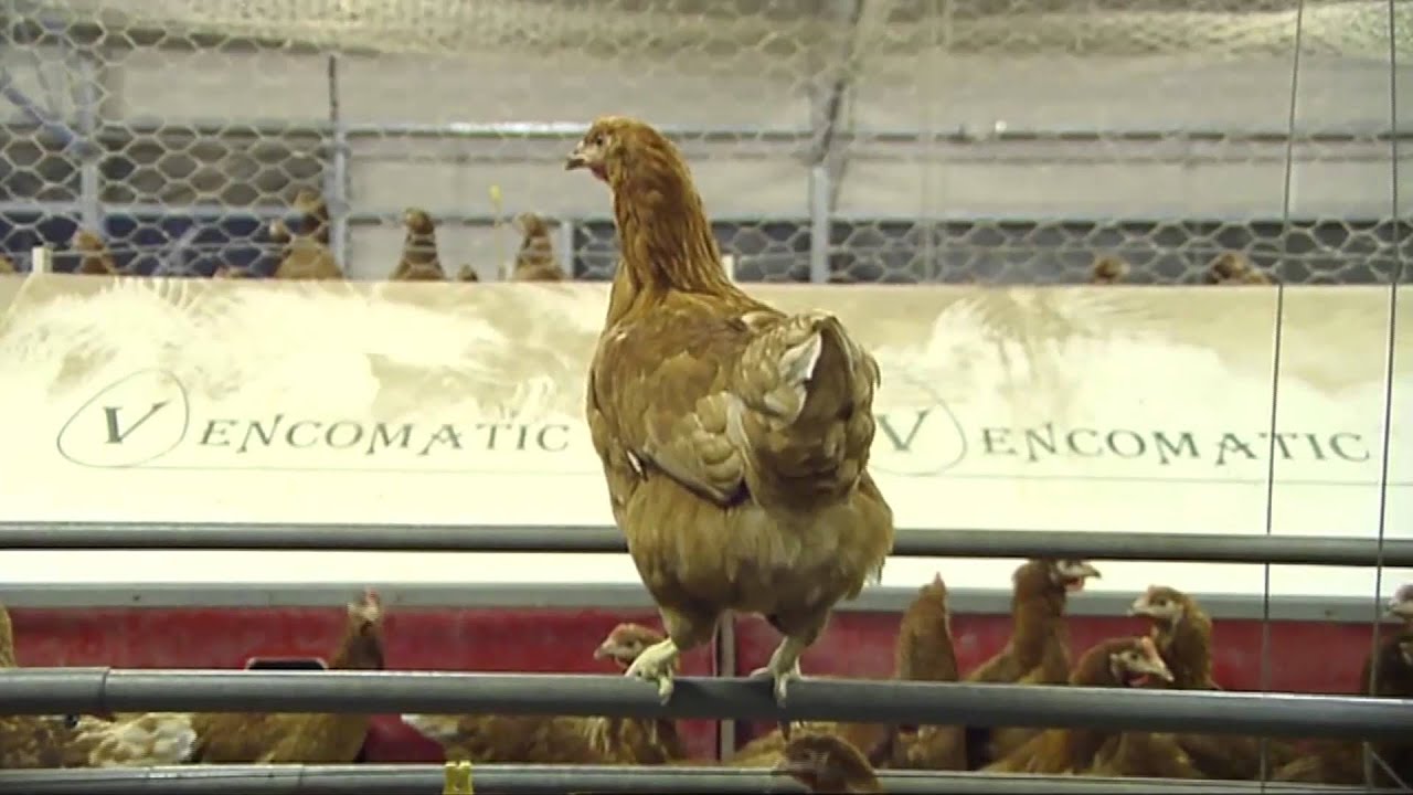 Year05 Types of Egg Farms 1 YouTube