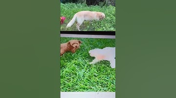 CÚN CƯNG VUI ĐÙA (p2).#khámphá #thú cưng#chó cưng