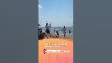 ĐÀN CHUỒN CHUỒN KHỔNG LỒ TẠI RHODE ISLAND MỸ