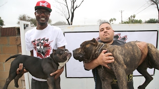 The $75,000 Micro Pit Bull