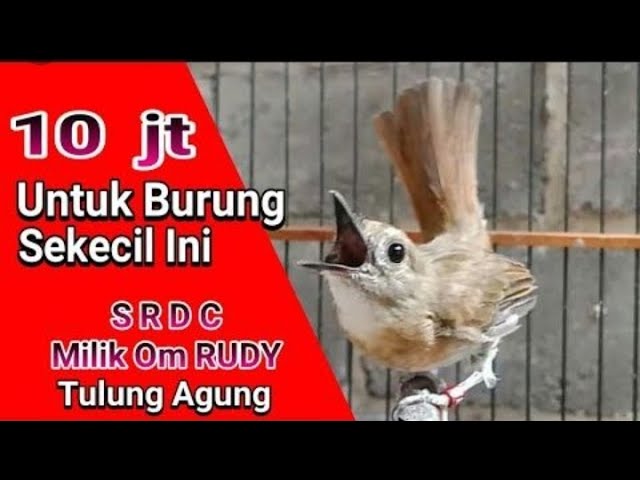 Burung Paling Cerewet Sepanjang Sejarah || Om Kicau Banten class=