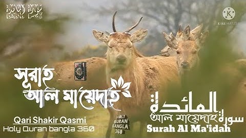 005) সূরা  আল মায়েদাহ| سورة المائدة| Surah Al Ma'idah❤Qari Shakir Qasmi @holyquranbangla3605