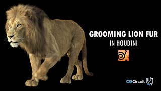 [TRAILER] Grooming Lion Fur in Houdini