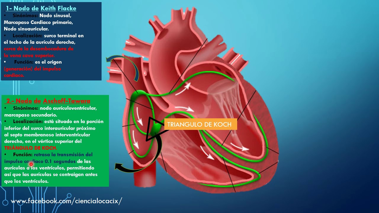 SISTEMA CARDIOVASCULAR PARTE II