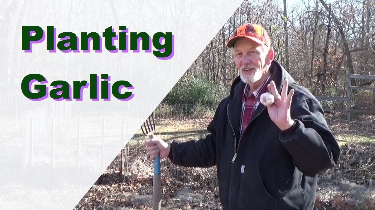 Garlic Bulbs Need Frost, Planting In The Weed Free Garden 11152020 