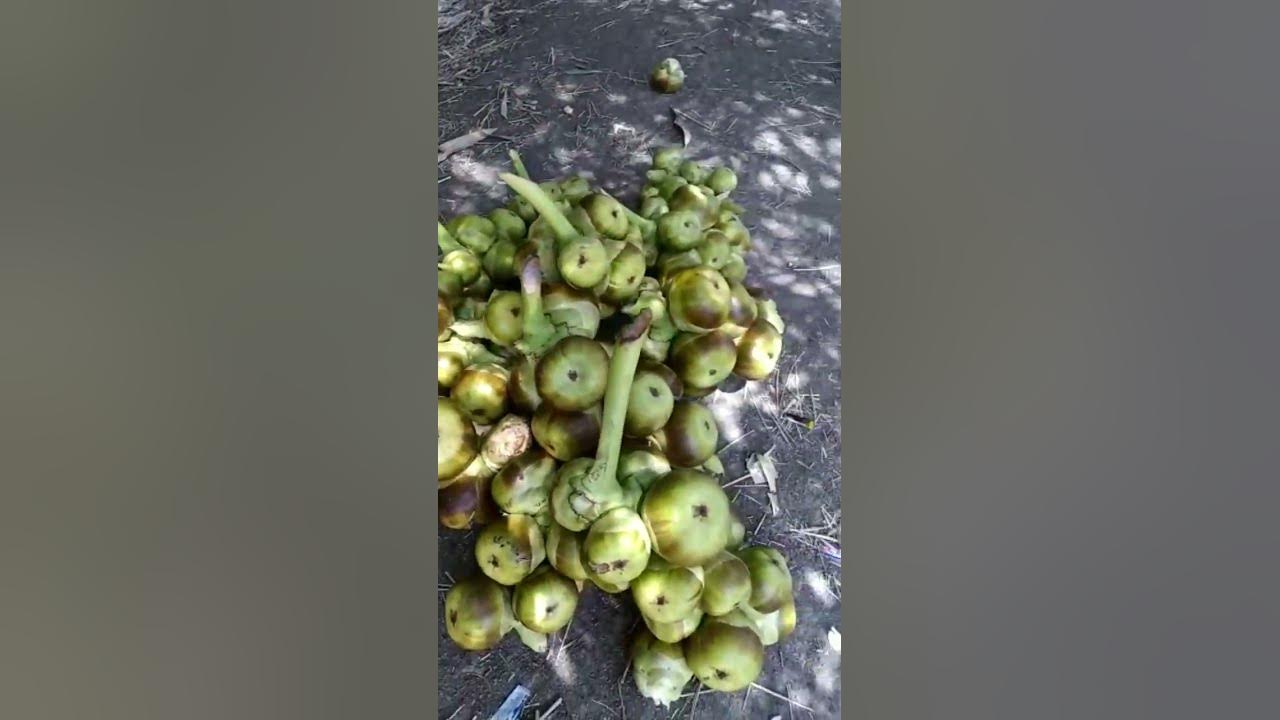 palm-tree-fruit-taad-ke-ped-ka-fruit-shorts-shortsfeed-viral
