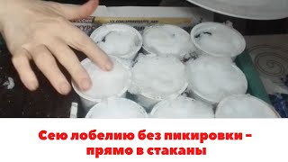 Сею лобелию БЕЗ ПИКИРОВКИ - прямо в стаканы