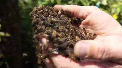 Apis Arborea - Rewilding Honeybees