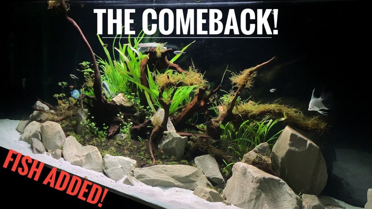 THE COMEBACK & FISH ADDED! 125 Gallon Planted AquariumEpisode 2 YouTube