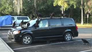 Vultures of the Everglades