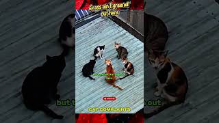 Street Cat Drops Truth on Kitchen Cats #funnyvideo #funnyshorts