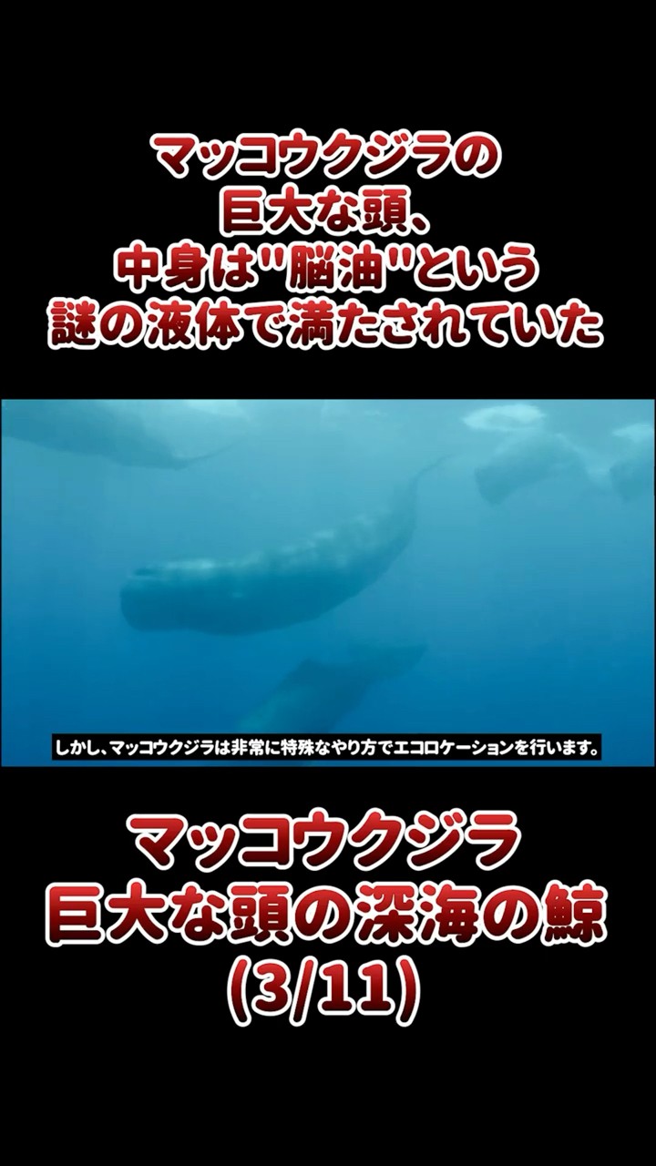 Sperm whale's giant head is filled with a mysterious liquid called