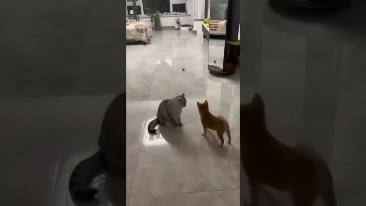 КОТ РЕМБО # Shorts 2025 