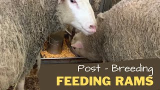 How to Feed Rams Successfully Post-Breeding.  They too are very important to our sheep operation .
