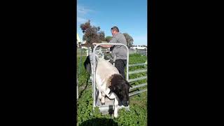 Hecton Stock Worker Mouthing Dorpers