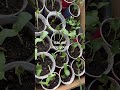 Long gourd , cây giống bầu dài￼2m