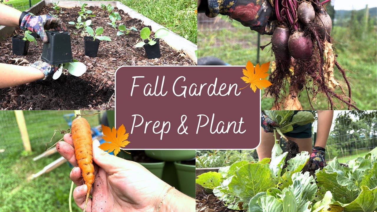 Prepping and Planting the Fall Garden Zone 6 YouTube