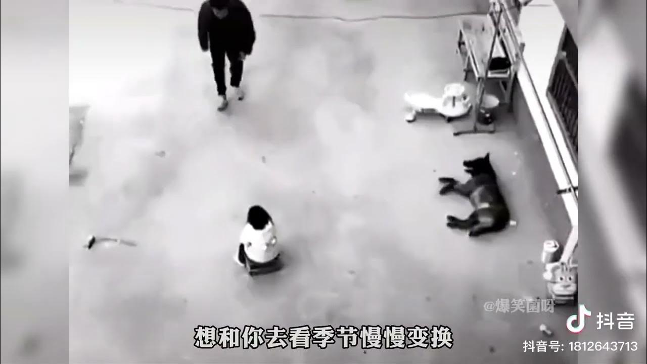 top-20-videos-of-dogs-protecting-their-owners-youtube