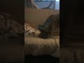 Lucy 1: Package 0