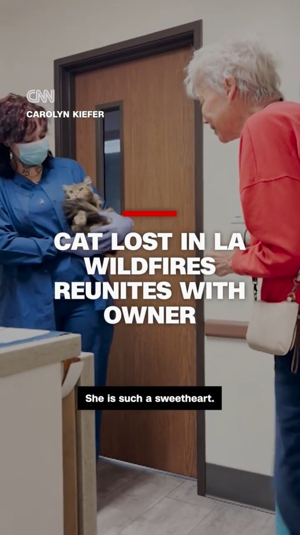 Cat lost in LA wildfires reunites with owner