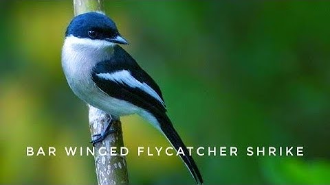 BarWinged flycatcher shrike|Hemipus Picatus#birdsofindia#keralabirds#shrike#flycatcher#birdwatching