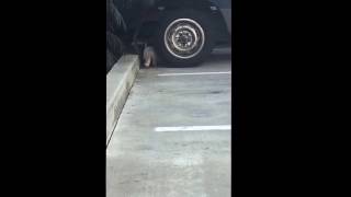 2 Stray Cats I Feed 3