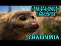 surviving Earth Chaliminia screen time