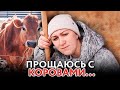 ОПЯТЬ ПРОЩАЮСЬ С КОРОВАМИ🐄😰🤰