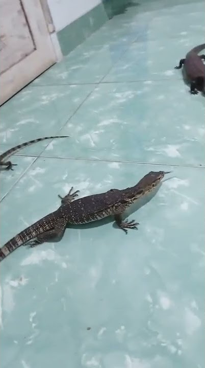 reptil peliharaan #biawak #iguana #beardeddragon #panana