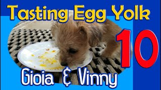 Video 10: Tasting Egg Yolk