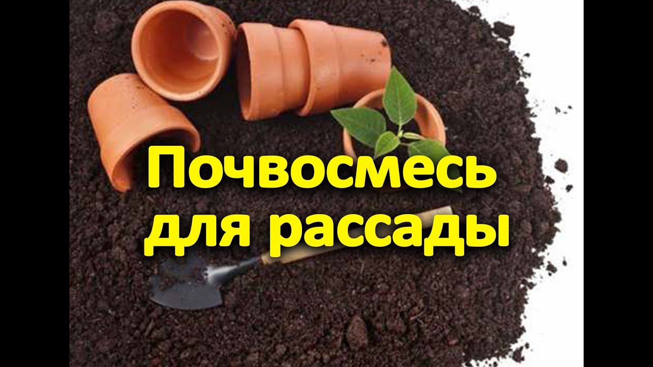 Почвосмесь для рассады. Какую выбрать?