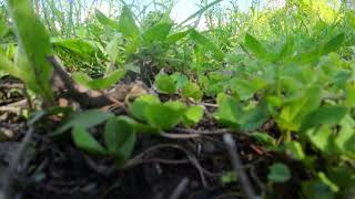 Bulachauri Wing Low Fly Fpv Crash End Of Wing