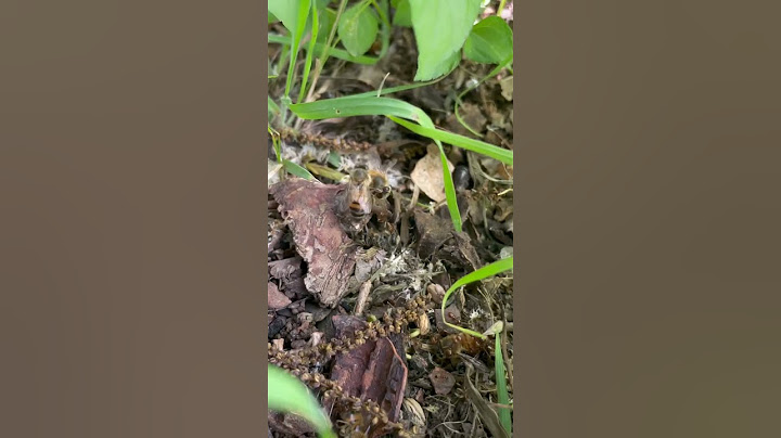 An Undertaker Bee Hauls a Dead Bee Away from the Hive