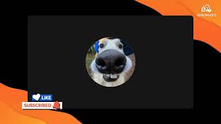 my third stream lets lock in chat