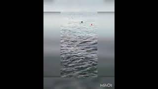Mısırda Köpek Balığı Saldırısına Uğrayan Kadın Öldü