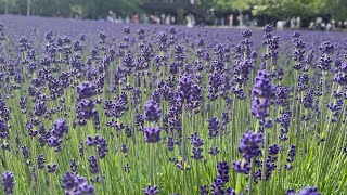 Japan EP 8: Furano & Biei - Tomita Farm Lavender Season screenshot 3
