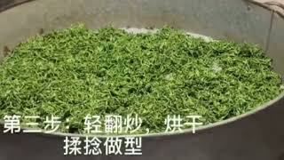 The making process of green tea Biluochun