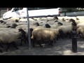 Sheep marching on through the streets