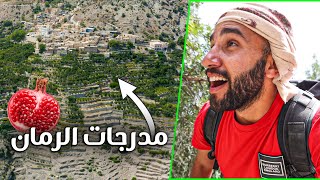 شاهد زراعة الرمان المميزة في جبال سلطنة عمان