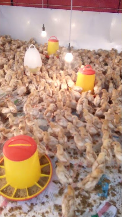 doc petelur umur 2minggu