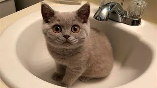 FUNNY CATS 2023 AND OTHER ANIMALS/10 MINUTES OF LAUGHTER/FUNNY ANIMALS 2023/THE BEST JOKES WITH CATS by Happy Day 128,477 views 11 months ago 10 minutes, 1 second