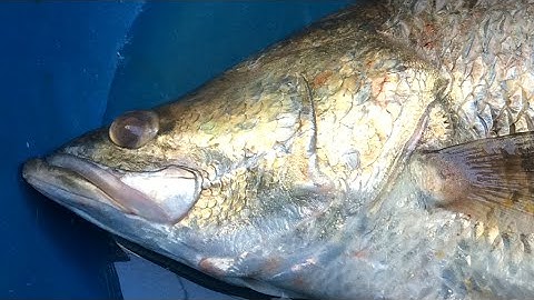 Fishing - How to make Bait Bass - Mồi Bột câu cá Vược (cách làm dân gian)