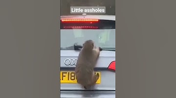Thumbnail of #Little #assholes                  #Маленькие #засранцы.      #monkey #funny