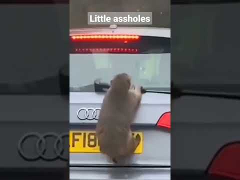 Little Assholes маленькие засранцы Monkey Funny Little Assholes маленькие засранцы Monkey Funny