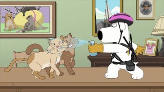 Family Guy  Brian vs the cats