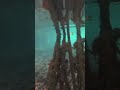Корни мангров под водой  #мексика #канкун #мангры